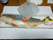 にべ イシモチ の刺身 レシピ 作り方 By Riku0905 楽天レシピ にべ イシモチ の刺身 レシピ 作り方 By Riku0905 楽天レシピ