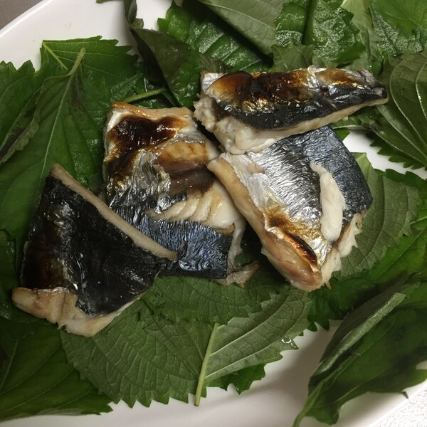 青じそで巻いて食べるサゴシの塩焼き レシピ 作り方 By へんてこへんてこママ 楽天レシピ 青じそで巻いて食べるサゴシの塩焼き レシピ 作り方 By へんてこへんてこママ 楽天レシピ