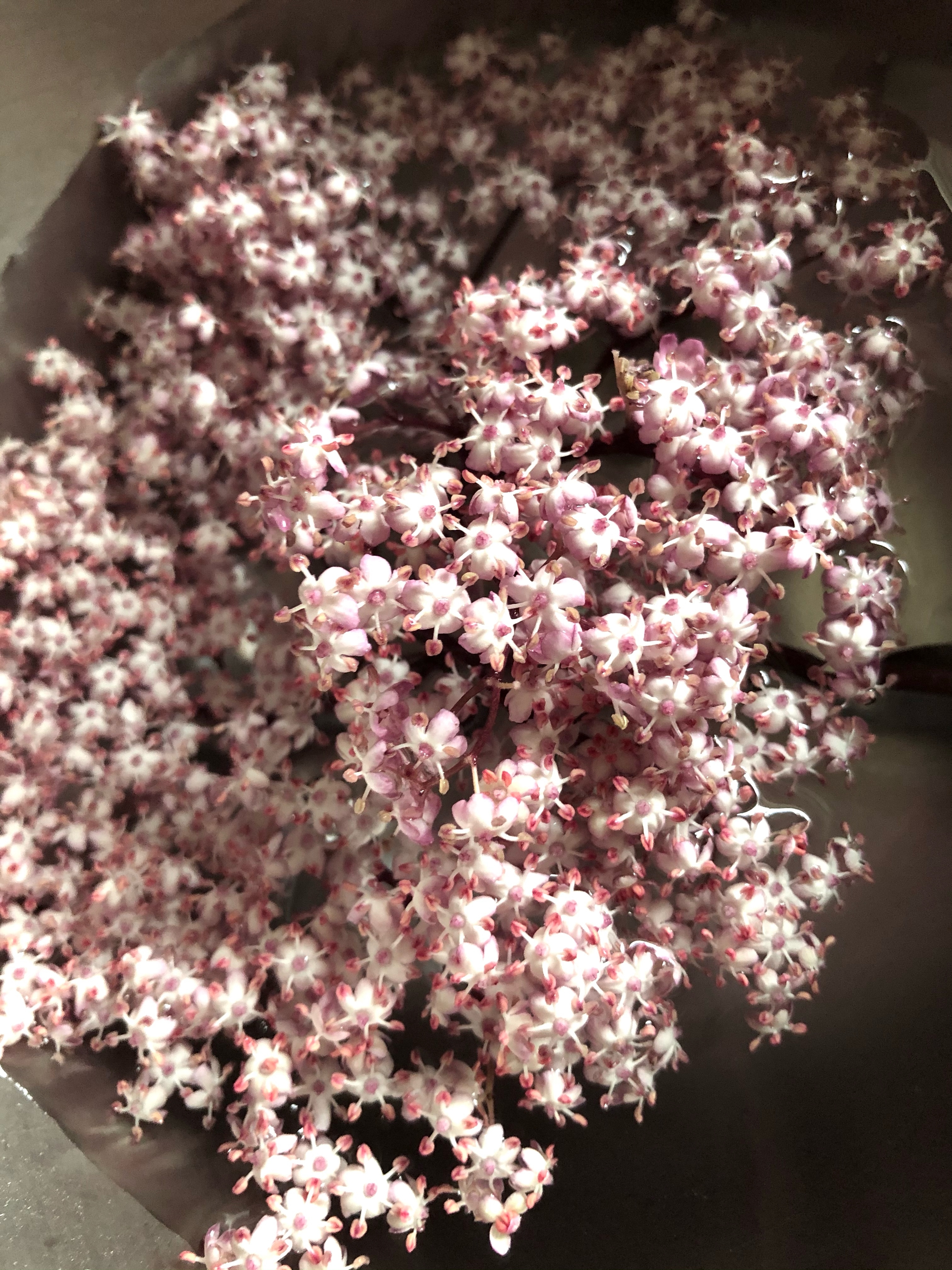 エルダーフラワーのコーディアルシロップ レシピ 作り方 By つう君 楽天レシピ エルダーフラワーのコーディアルシロップ レシピ 作り方 By つう君 楽天レシピ