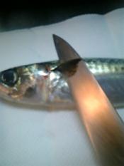 さばのさばき方 お刺身作り レシピ 作り方 By オクハマモ 楽天レシピ さばのさばき方 お刺身作り レシピ 作り方 By オクハマモ 楽天レシピ