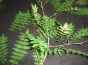 山椒の葉の保存 レシピ 作り方 By Chaachan6066 楽天レシピ 山椒の葉の保存 レシピ 作り方 By Chaachan6066 楽天レシピ