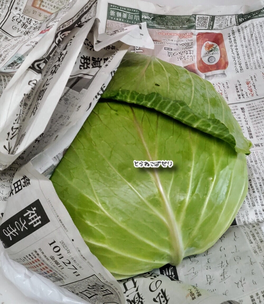 キャベツの保存　冷蔵庫