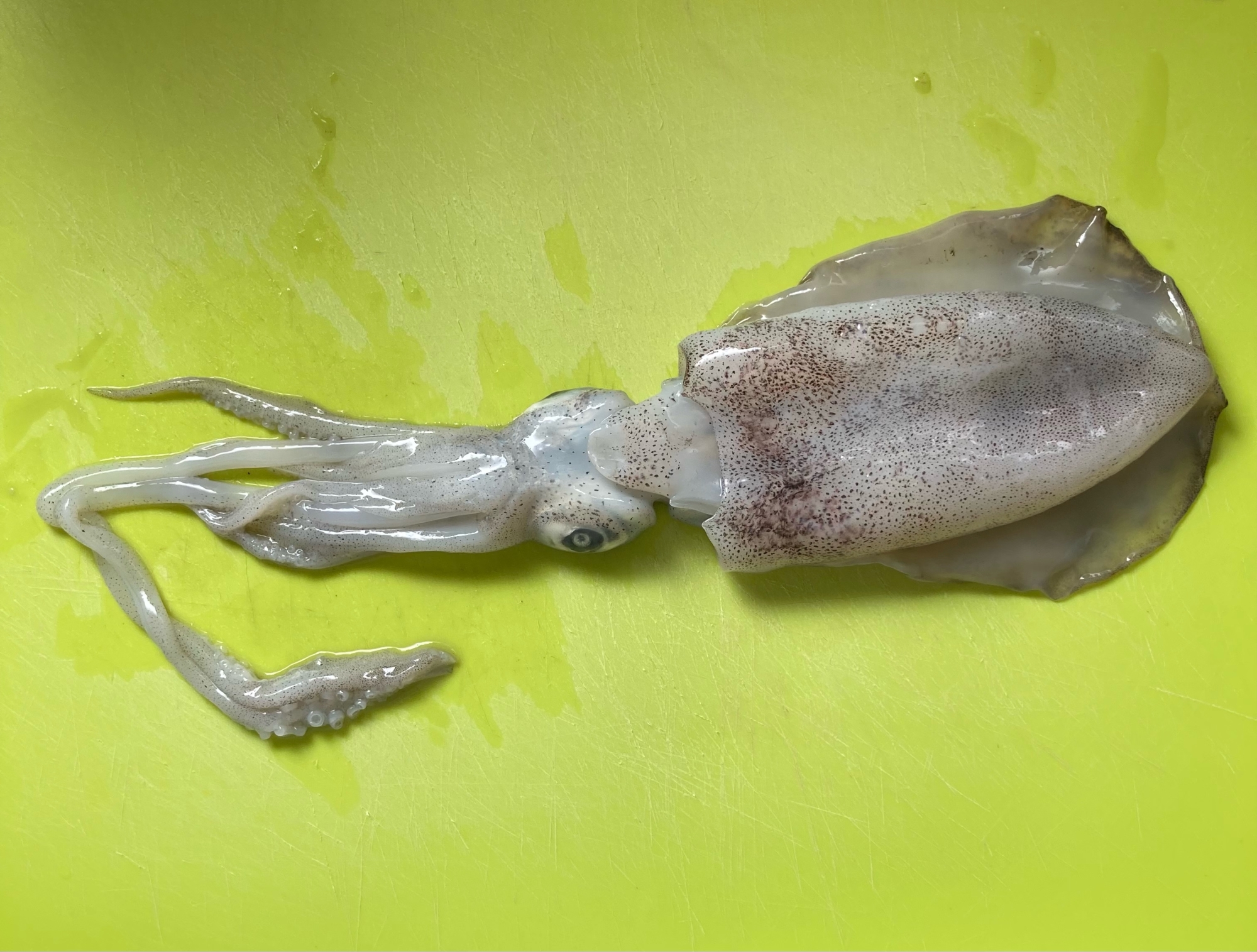 キッチンバサミで簡単に アオリイカ捌き方 レシピ 作り方 By ふうりんmam 楽天レシピ キッチンバサミで簡単に アオリイカ捌き方 レシピ 作り方 By ふうりんmam 楽天レシピ