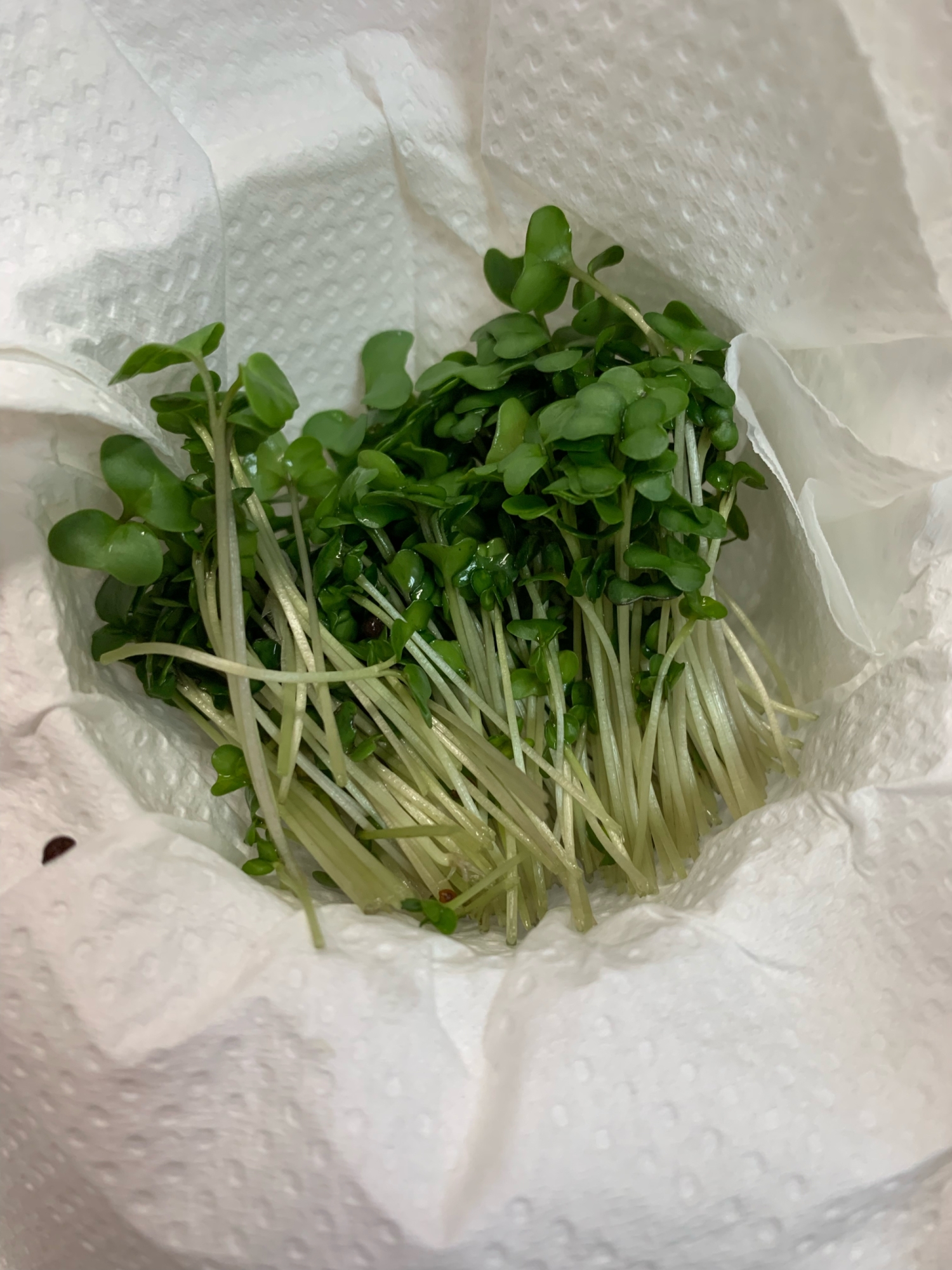 ブロッコリースプラウトを新鮮に保つ方法 レシピ 作り方 By Bebe2936 楽天レシピ ブロッコリースプラウトを新鮮に保つ方法 レシピ 作り方 By Bebe2936 楽天レシピ