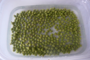 今年はしびれない 実山椒の下ごしらえ レシピ 作り方 By Yamanechanzu 楽天レシピ