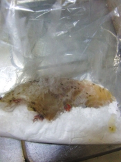 何枚でも食べられる バリのムニエル レシピ 作り方 By ひーじゃーまん 楽天レシピ 何枚でも食べられる バリのムニエル レシピ 作り方 By ひーじゃーまん 楽天レシピ