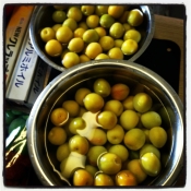 梅ジュース レシピ 作り方 By 若大将レシピ 楽天レシピ