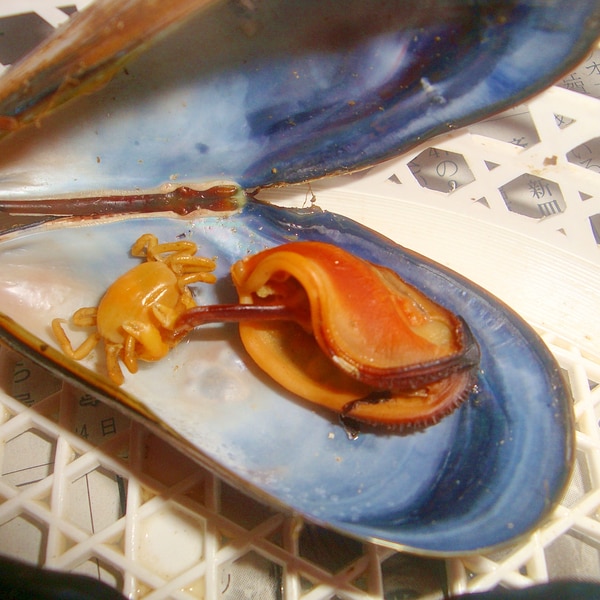 殻付きムール貝のボイル 下処理 レシピ 作り方 By Redwhiteorenge 楽天レシピ 殻付きムール貝のボイル 下処理 レシピ 作り方 By Redwhiteorenge 楽天レシピ