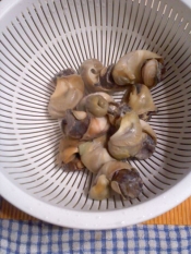 ボイルにし貝 レシピ 作り方 By テツオ63 楽天レシピ ボイルにし貝 レシピ 作り方 By テツオ63 楽天レシピ