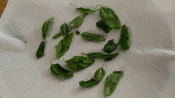 電子レンジde簡単 色鮮やか乾燥バジル レシピ 作り方 By コイクウィン 楽天レシピ 電子レンジde簡単 色鮮やか乾燥バジル レシピ 作り方 By コイクウィン 楽天レシピ